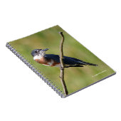 Vrouw Belted Kingfisher op een ledemaat Notitieboek (Rechterzijde)