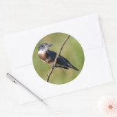 Vrouw Belted Kingfisher op een ledemaat Ronde Sticker (Envelop)