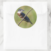 Vrouw Belted Kingfisher op een ledemaat Ronde Sticker (Tas)
