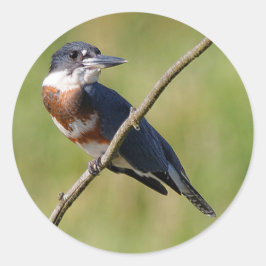 Vrouw Belted Kingfisher op een ledemaat Ronde Sticker