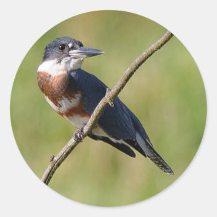 Vrouw Belted Kingfisher op een ledemaat Ronde Sticker