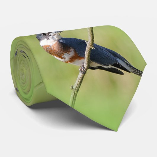 Vrouw Belted Kingfisher op een ledemaat Stropdas (Opgerold)