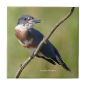 Vrouw Belted Kingfisher op een ledemaat Tegeltje (Voorkant)