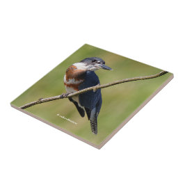 Vrouw Belted Kingfisher op een ledemaat Tegeltje
