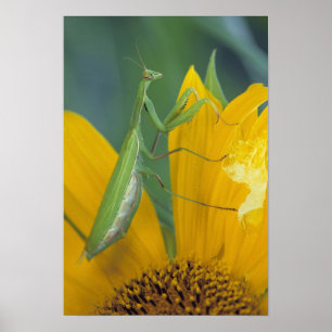 Vrouw bidt mantis met eizakje op poster