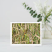 Vrouw Black Darter Dragonfly Briefkaart (Staand voorkant)