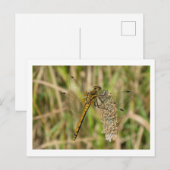 Vrouw Black Darter Dragonfly Briefkaart (Voorkant / Achterkant)