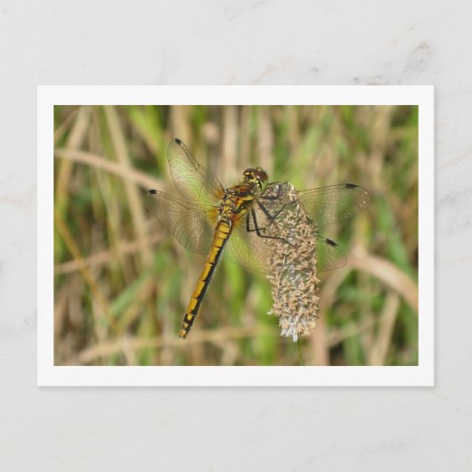 Vrouw Black Darter Dragonfly Briefkaart (Voorkant)