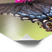 Vrouw Black Swallowtail Butterfly Foto Afdruk (Hoek)