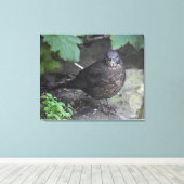 Vrouw Blackbird Canvas Afdruk (Insitu (Houten vloer))