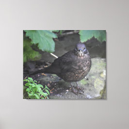 Vrouw Blackbird Canvas Afdruk