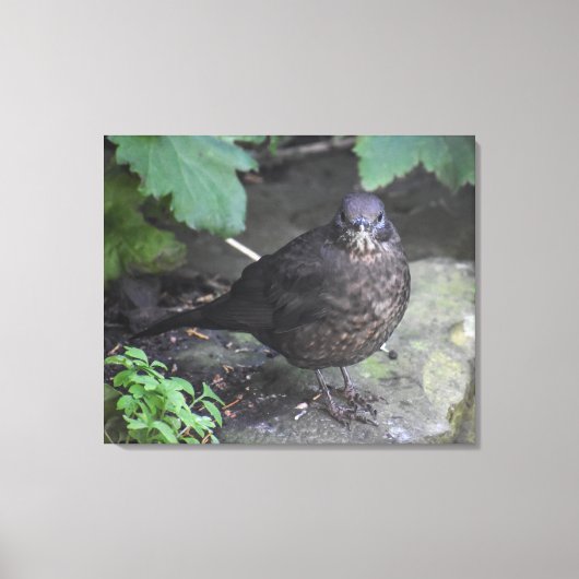 Vrouw Blackbird Canvas Afdruk (Voorkant)