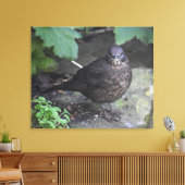 Vrouw Blackbird Canvas Afdruk (Insitu (Woonkamer))