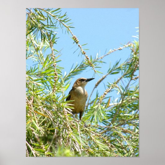 Vrouw Blackbird Grackle Poster (Voorkant)