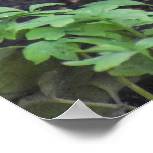 Vrouw Blackbird Poster (Hoek)