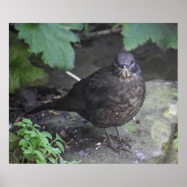 Vrouw Blackbird Poster