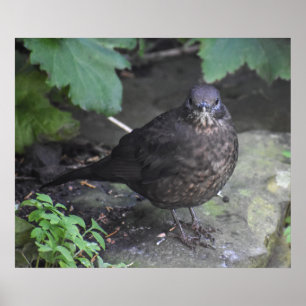 Vrouw Blackbird Poster