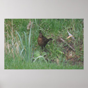 Vrouw Blackbird Print