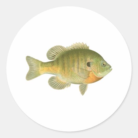 Vrouw Bluegill - Bream - Zonnevis Ronde Sticker (Voorkant)