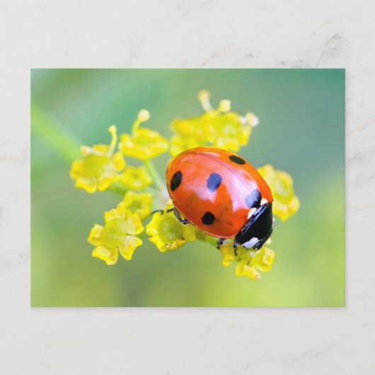 vrouw bovenop briefkaart (Voorkant)