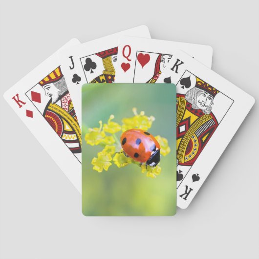vrouw bovenop pokerkaarten (Achterkant)