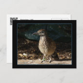 Vrouw Briefkaart (Voorkant / Achterkant)