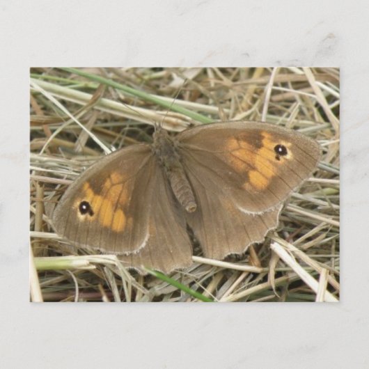 Vrouw Briefkaart van beemdbruine vlinder (Voorkant)