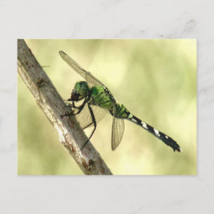 Vrouw Briefkaart van de dragonfly van Pondhawk