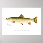 Vrouw Brook Trout Poster (Voorkant)