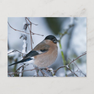 Vrouw Bullfinch Briefkaart