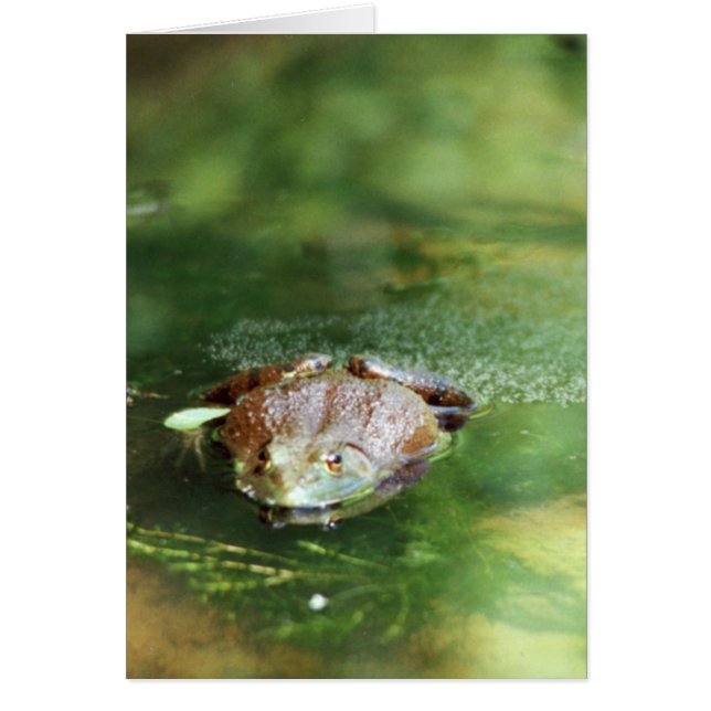 Vrouw Bullfrog Laying Eggs (Voorkant)