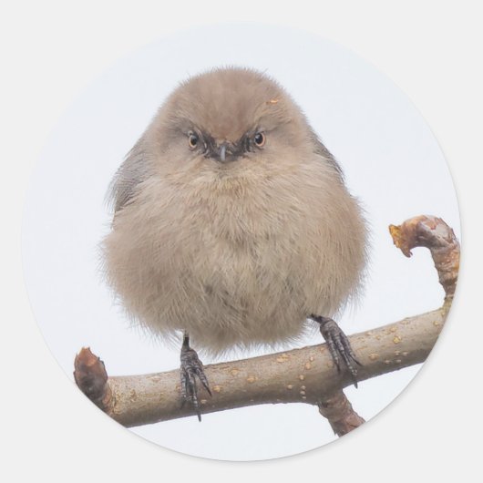 Vrouw Bushtit in de perenboom Ronde Sticker (Voorkant)