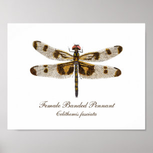 Vrouw Buurling Pennant Dragonfly art Poster