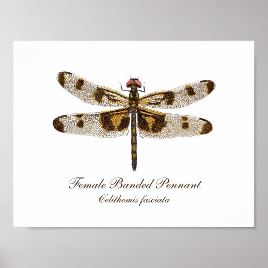 Vrouw Buurling Pennant Dragonfly art Poster (Voorkant)