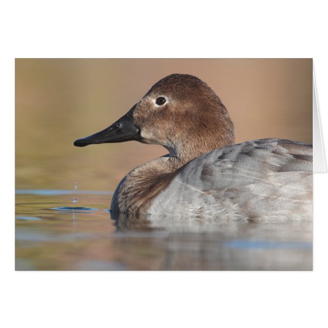 Vrouw Canvasback duck Profile (Voorkant Horizontaal)