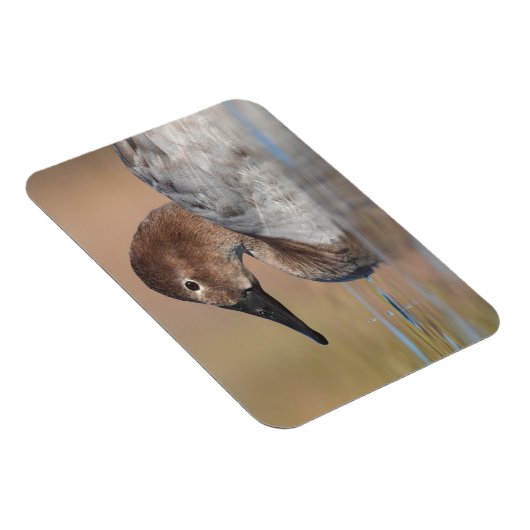 Vrouw Canvasback duck Profile Magneet (Rechterzijde)
