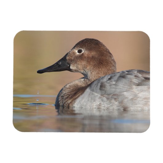 Vrouw Canvasback duck Profile Magneet (Horizontaal)