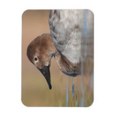 Vrouw Canvasback duck Profile Magneet (Verticaal)