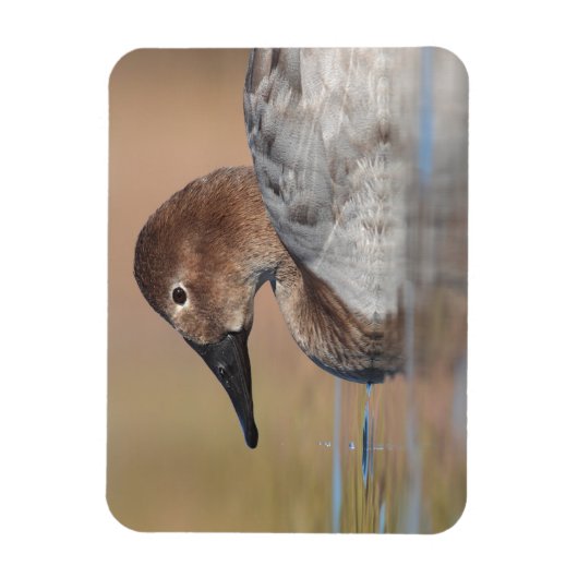 Vrouw Canvasback duck Profile Magneet (Verticaal)