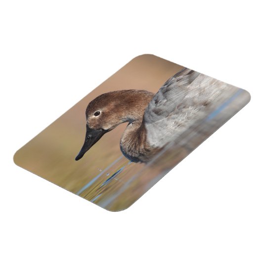 Vrouw Canvasback duck Profile Magneet (Linkerzijde)