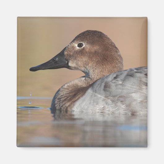 Vrouw Canvasback duck Profile Magneet (Voorkant)