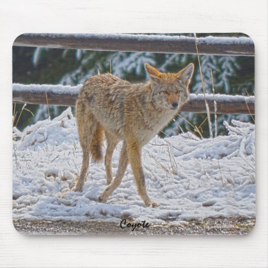 Vrouw Coyote jacht op sneeuw #Gift Mousepad Muismat (Voorkant)
