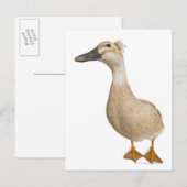 Vrouw Crested Duck, 3 jaar oud Briefkaart (Voorkant / Achterkant)