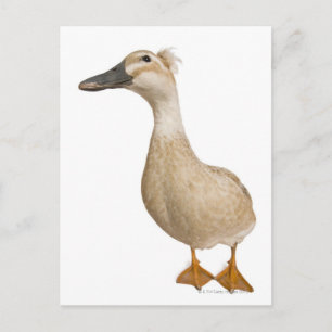 Vrouw Crested Duck, 3 jaar oud Briefkaart