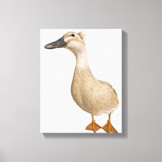 Vrouw Crested Duck, 3 jaar oud Canvas Afdruk (Voorkant)