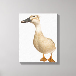 Vrouw Crested Duck, 3 jaar oud Canvas Afdruk