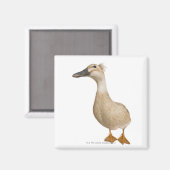 Vrouw Crested Duck, 3 jaar oud Magneet (Voorkant / Achterkant)