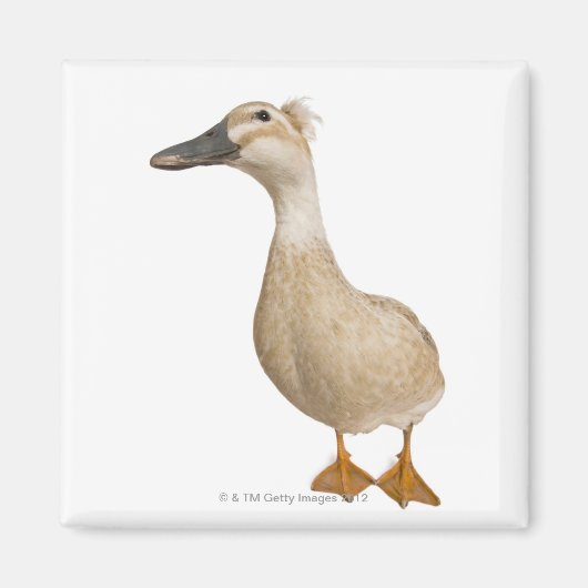 Vrouw Crested Duck, 3 jaar oud Magneet (Voorkant)