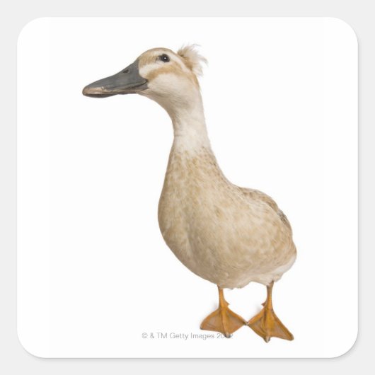 Vrouw Crested Duck, 3 jaar oud Vierkante Sticker (Voorkant)