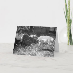 Vrouw die een antilope met de fles grootbrengt kaart